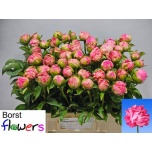 Paeonia Pojeng Pink Choice 50cm