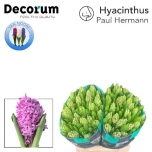 Hyacinthus Paul Hermann