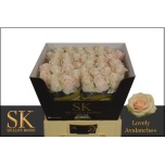 Roos 60cm Lovely Avalanche