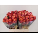 Roos 40cm Helene