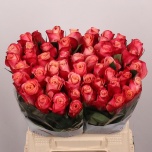 Roos 40cm Helene