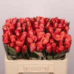 Roos 50cm Helene