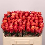 Roos 50cm Helene