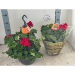 Pelargonium Pelargoon pelt calliope dark red 25cm