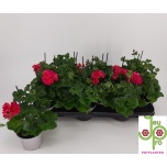 Pelargonium Pelargoon elta royal hot pink 10,5cm