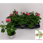 Pelargonium Pelargoon pelt royal coral 10,5cm