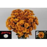 Chrysanthemum Krüsanteem SP Orangina*5