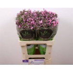 Phlox Floks Pink Eyes 60cm