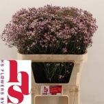 Limonium Parkjuur V Tenness Pink 80cm