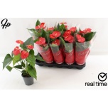 Anthurium Flamingolill andr Esudo 12cm