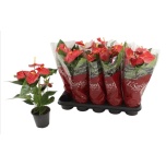 Anthurium Flamingolill andr Esudo 12cm