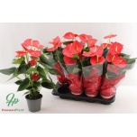 Anthurium andr esudo 14cm