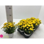 Chrysanthemum Krüsanteem indi belgian mums soul sister yellow 10,5cm