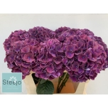 Hydrangea Hortensia Mag RubyRed Purple 60cm*5