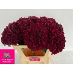 Hydrangea Hortensia Rubyred Paars 75cm