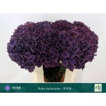 Hydrangea Hortensia Mag Ruby Red Purple 80cm*5