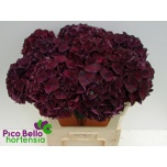 Hydrangea Hortensia Mag RubyRed Purple 80cm*5