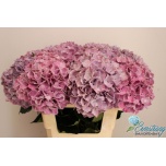 Hydrangea Hortensia Mag Sweet Ruby 60cm*5