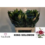 Lilium Liilia OR King Solomon 90cm