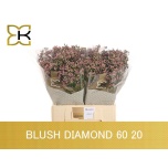 Limonium Parkjuur V Blush Diamond 60cm