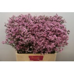 Limonium Parkjuur V Blush Diamond 60-65cm