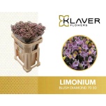 Limonium Parkjuur V Blush Diamond 70cm