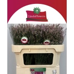 Limonium Parkjuur V Blush Diamond 70cm