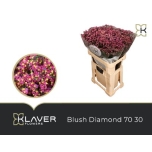 Limonium Parkjuur Blush Diamond 70cm