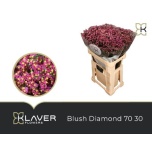 Limonium Parkjuur Blush Diamond 70cm