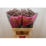 Limonium Parkjuur V Blush Diamond 80cm
