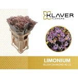 Limonium Parkjuur V Blush Diamond 80cm