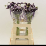 Zantedeschia Kalla Dubai Nights 60cm