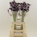 Zantedeschia Kalla Dubai Nights 70cm
