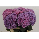 Hydrangea Hortensia Cassanova 80cm*5