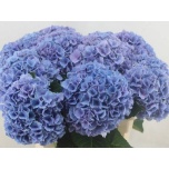 Hydrangea Hortensia Cassanova 80cm*5