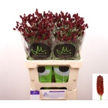 Sanguisorba Red Dream 60cm