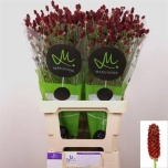 Sanguisorba Red Dream 70cm
