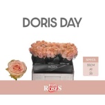 Roos 55cm Doris Day