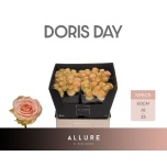 Roos 60cm Doris Day