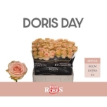 Roos 60cm Doris Day