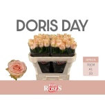 Roos 70cm Doris Day