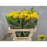 Celosia Mätashari Smashing Yellow 55cm
