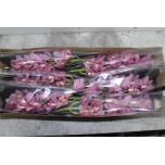 Cymbidium Tsümbiidium Shanna 80cm