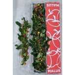 Malus Õunapuu oks Gorgeous 60cm