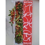 Malus Gorgeous 60cm