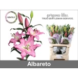 Lilium Liilia OR Albareto 90cm
