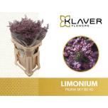 Limonium Parkjuur V Piuma Sky 80cm
