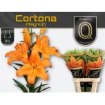 Lilium Liilia LA Cortona 90cm