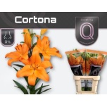 Lilium Liilia LA Cortona 90cm