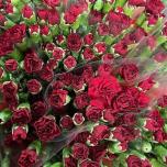 Dianthus Kobarnelk Chateau*10